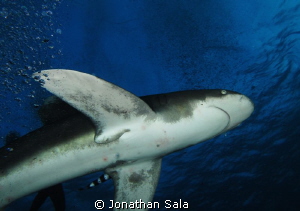 Under the king....
Oceanic White Typ Shark by Jonathan Sala 